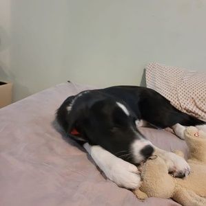 Meet your Posher, Chanty